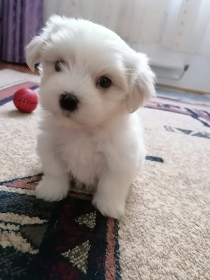pui bichon maltese mini toy 