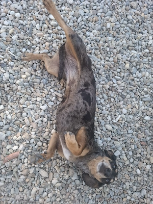 Cațelușă Tekel spre adopție  - imagine 2