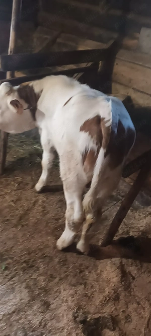 Vînd tăuraș de  2luni jumate rasă bălțată  vadu moților județ alba    - imagine 3
