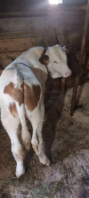 Vînd tăuraș de  2luni jumate rasă bălțată  vadu moților județ alba    - imagine 2