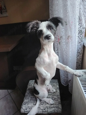 Pui de Bichon mascul 