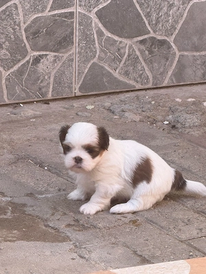 Pui Shih-tzu  - imagine 2