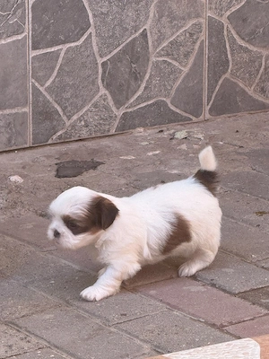 Pui Shih-tzu  - imagine 5