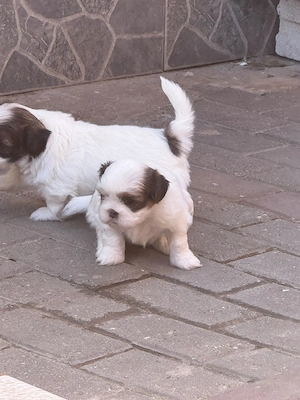 Pui Shih-tzu  - imagine 4