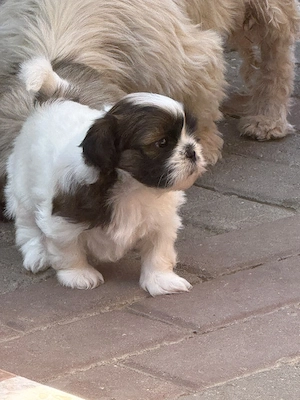 Pui Shih-tzu 