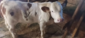 Vînd tăuraș de  2luni jumate rasă bălțată  vadu moților județ alba    - imagine 5