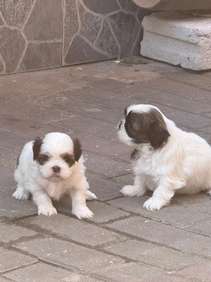 Pui Shih-tzu  - imagine 3