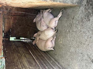 Porci de vânzare comuna Petrachioaia Ilfov  - imagine 2