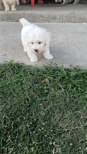 Bichon maltez - imagine 4