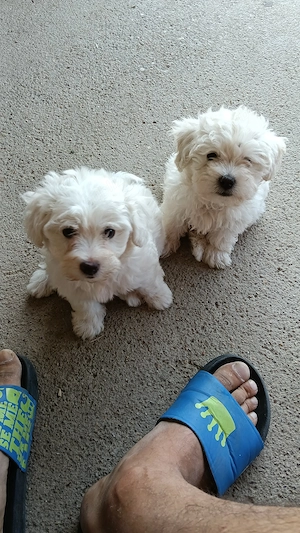 Bichon maltez - imagine 3