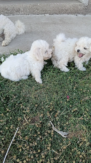 Bichon maltez - imagine 5