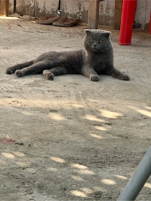 disponibil motan british scottish fold 