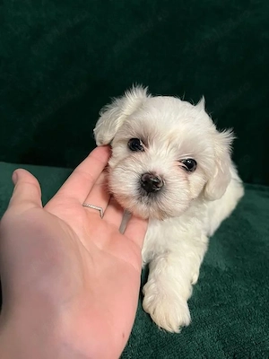 catei bichon maltez talie mica - imagine 2