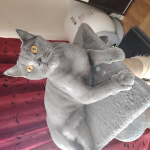 British Shorthair Gri OFERTA!! Citiți descrierea!!! - imagine 2