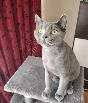 British Shorthair Gri OFERTA!! Citiți descrierea!!!