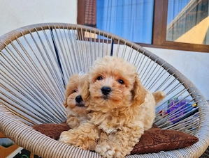 Maltipoo toy 