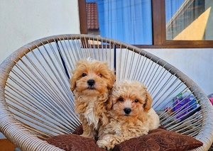 Maltipoo toy  - imagine 3