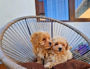 Maltipoo toy  - imagine 2
