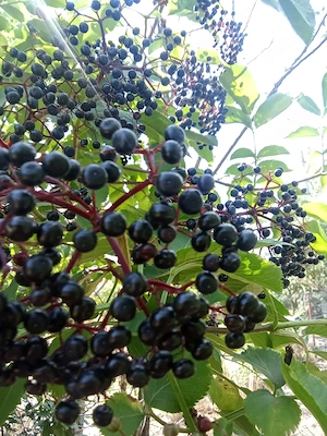 Vand fructe de soc Cilibia