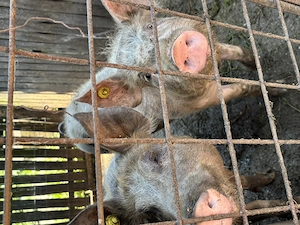 Porci de vânzare 