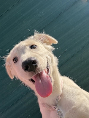Donez pui golden retriever 