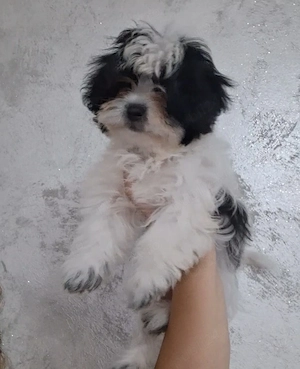 Pui Shih-tzu  - imagine 2
