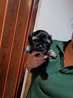 Puiuti Bichoni Havanese, talie mica - imagine 4