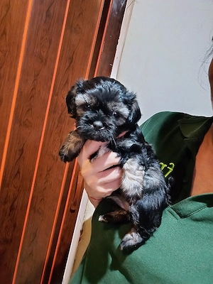 Puiuti Bichoni Havanese, talie mica