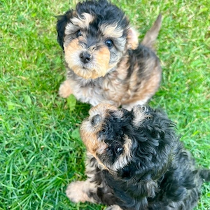 maltipoo fetite 