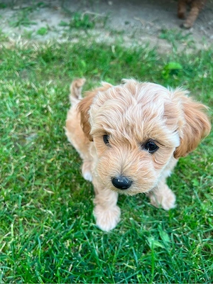 maltipoo fetite  - imagine 4