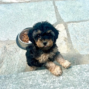 maltipoo fetite  - imagine 2