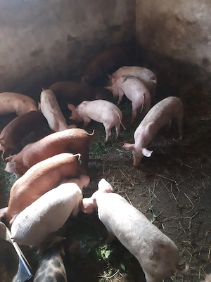 purcei de vânzare 