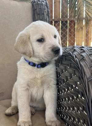 Băiețel Labrador retriever 