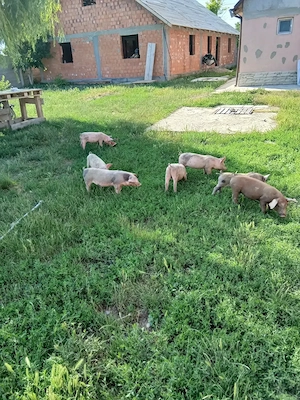 Purcei de 6 saptamani - imagine 5