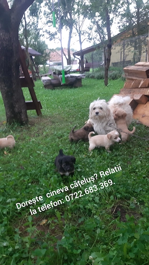 Catelusi bison combinat cu alta rasă. 