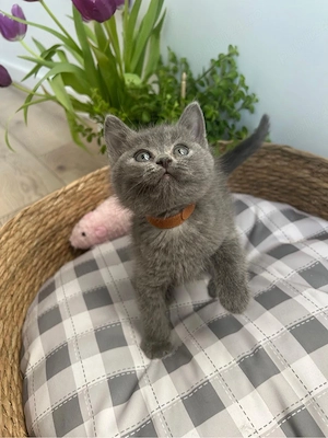 british shorthair pisicuta 