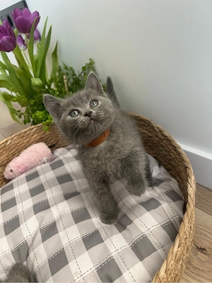 british shorthair pisicuta  - imagine 2
