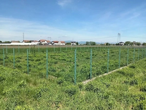 Teren Intravilan 837 mp Stupini - imagine 1