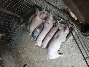 Disponibili   7 purcei de 8 săptămâni se pot vedea in prundu bargaului Bistrita nasaud,  - imagine 2