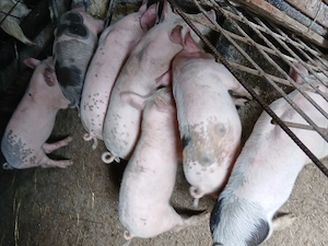 Disponibili   7 purcei de 8 săptămâni se pot vedea in prundu bargaului Bistrita nasaud, 