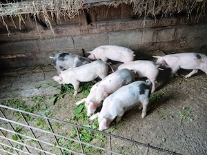 Disponibili   7 purcei de 8 săptămâni se pot vedea in prundu bargaului Bistrita nasaud,  - imagine 3