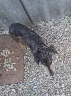 Cațelușă Tekel spre adopție  - imagine 3