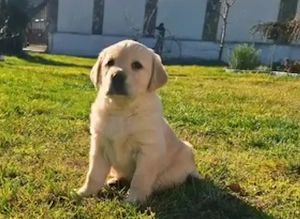 Labrador retriever
