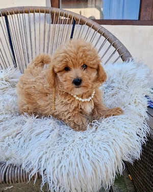 Maltipoo toy  - imagine 5