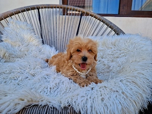 Maltipoo toy  - imagine 2