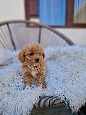 Maltipoo toy  - imagine 3