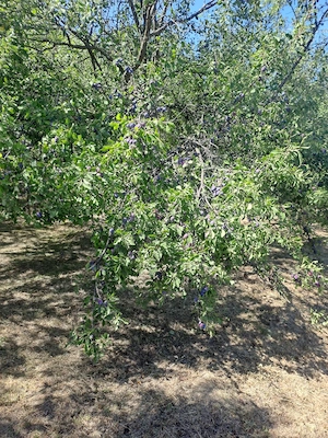 prune de vanzare