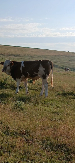 Vand taur de aprox 250-300 kg