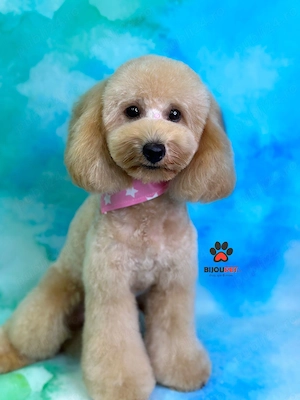 fetita poodle miniature 