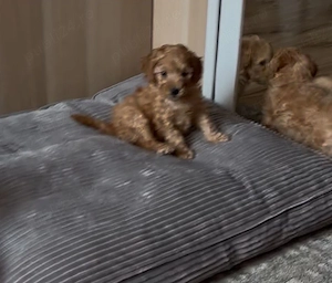 fetita poodle miniature  - imagine 2